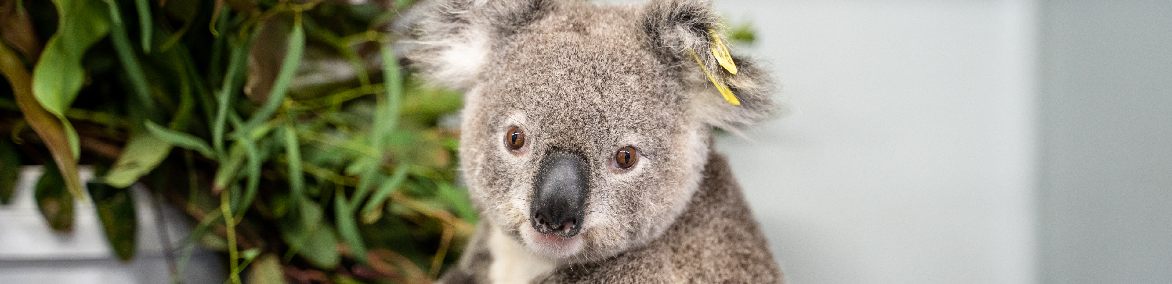 Pumpkin the koala with mum Lilly